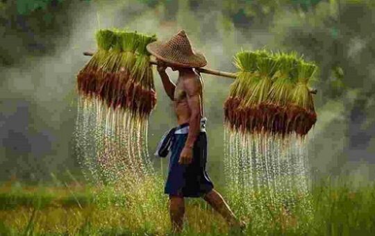 Honduras, disminuye producción de arroz'