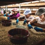 Honduras, $656 millones deja exportación de CAFÉ'