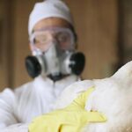 OMS: vigila transmisión de gripe aviar H5N1 a humanos