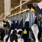 Detectan virus de gripe aviar en leche de vacas infectadas en EEUU